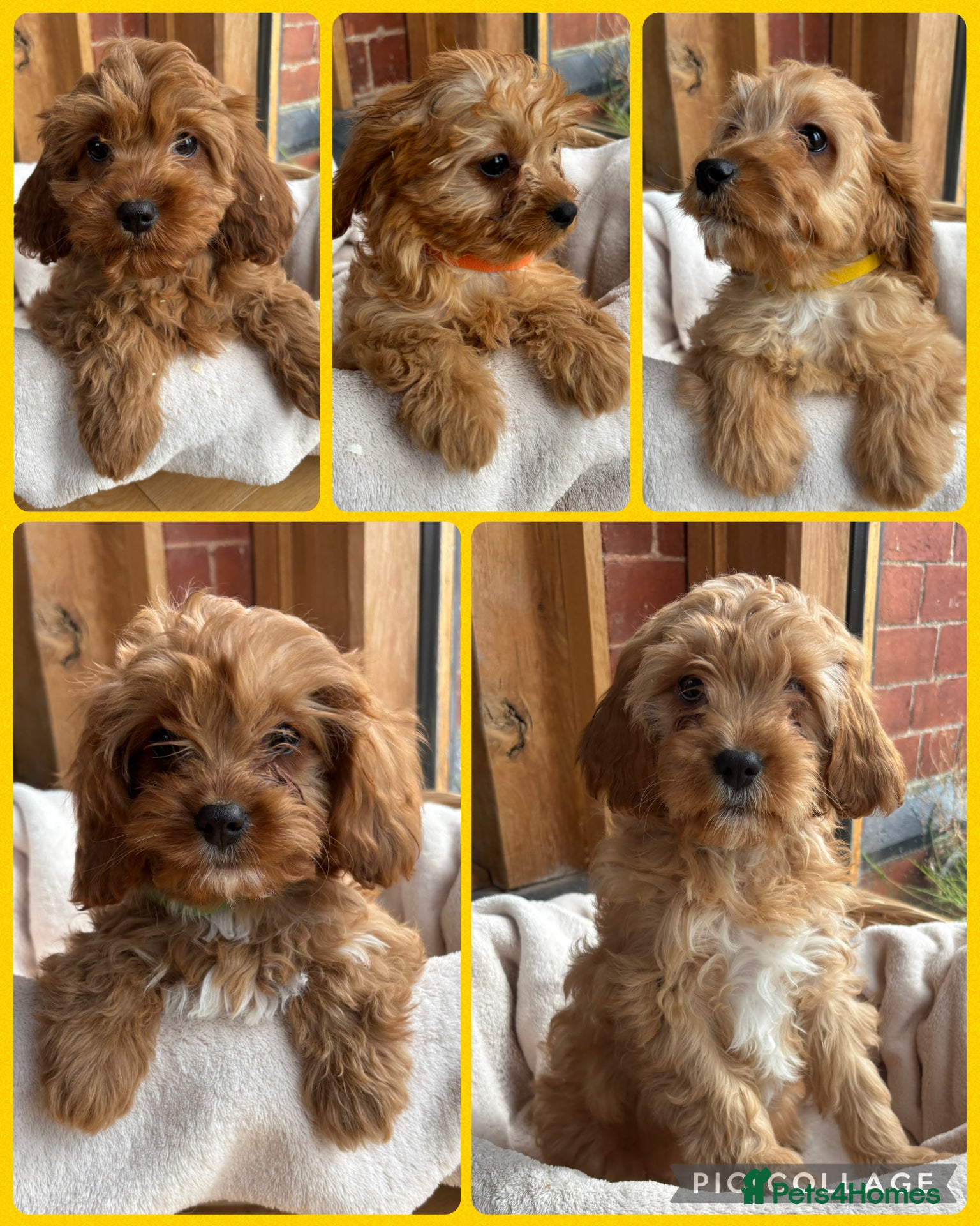 Cavapoo dogs 🌟 DNA Tested KC Parents Red F1 Cavapoo Puppies - Advert 6