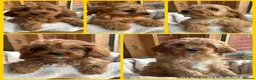 Cavapoo dogs for sale: 🌟 DNA Tested KC Parents Red F1 Cavapoo Puppies - Advert 9