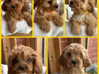 Cavapoo dogs 🌟 DNA Tested KC Parents Red F1 Cavapoo Puppies - Advert 6