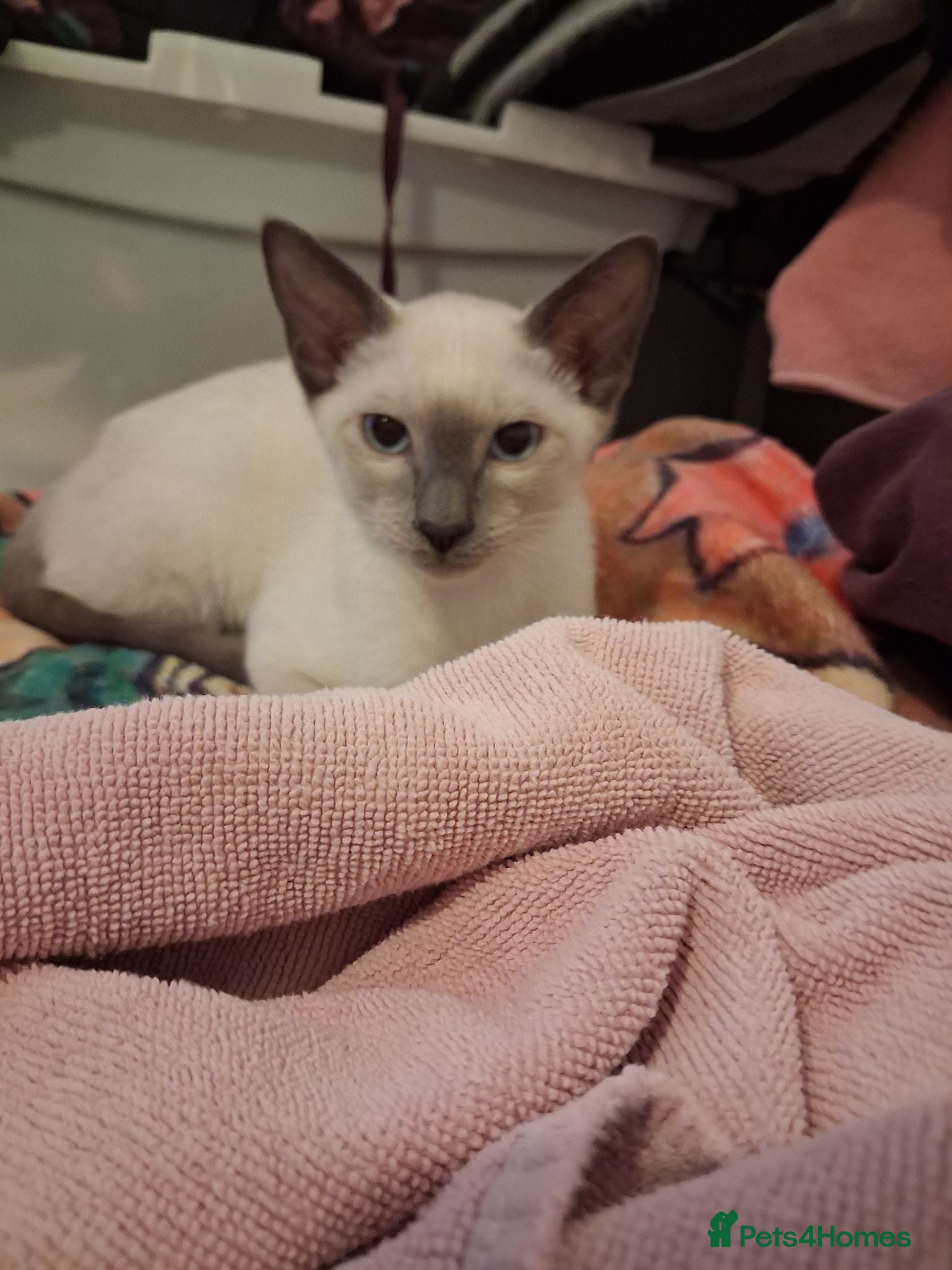 Siamese cats Siamese Blue Point Female Kitten - Advert 9