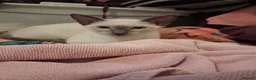 Siamese cats for sale: Siamese Blue Point Female Kitten - Advert 1