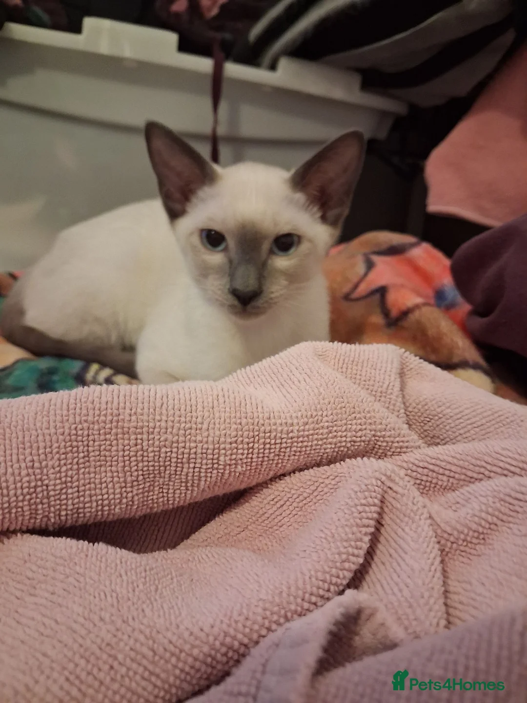 Siamese cats for sale: Siamese Blue Point Female Kitten - Advert 1