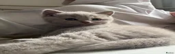 British Shorthair cats for sale: British Shorthair Lilac Male  in Woodhall Spa - Advert 9