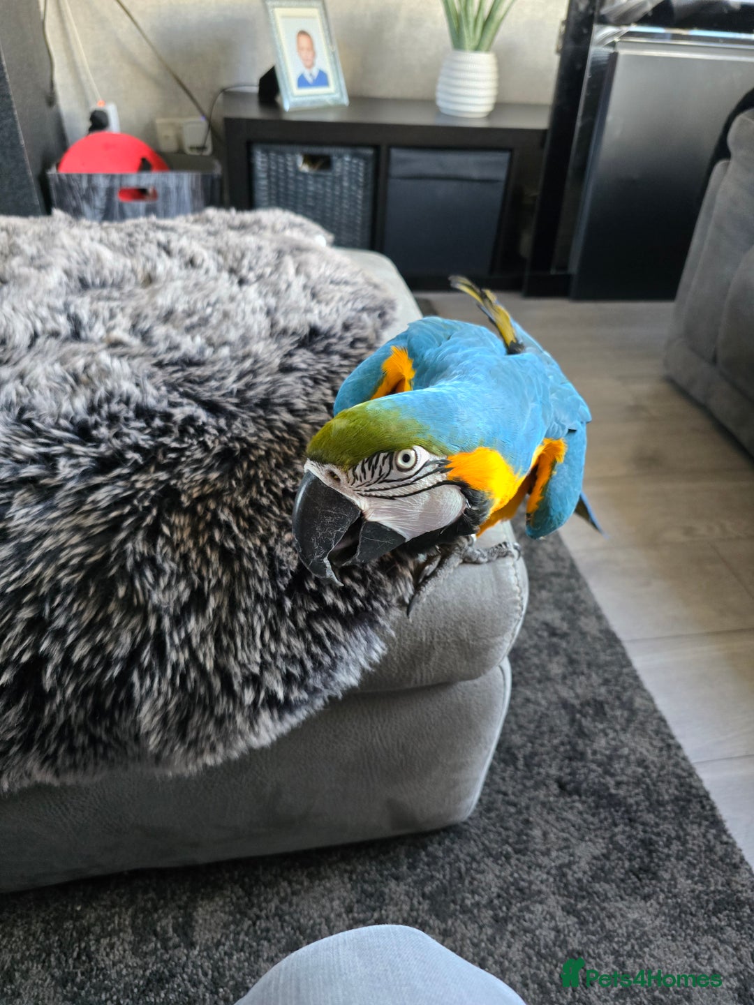 Macaws birds for sale: Blue and gold macaw - Image 1