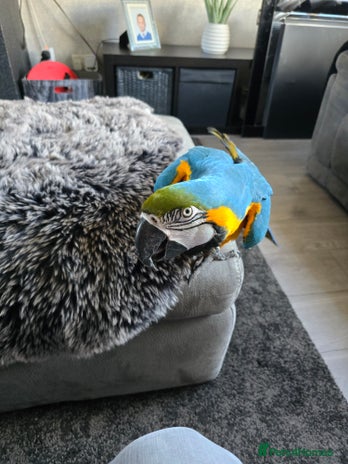 Macaws birds - Advert 16