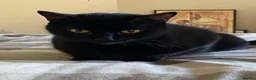 Domestic Shorthair cats for sale: Miss mac - Advert 7