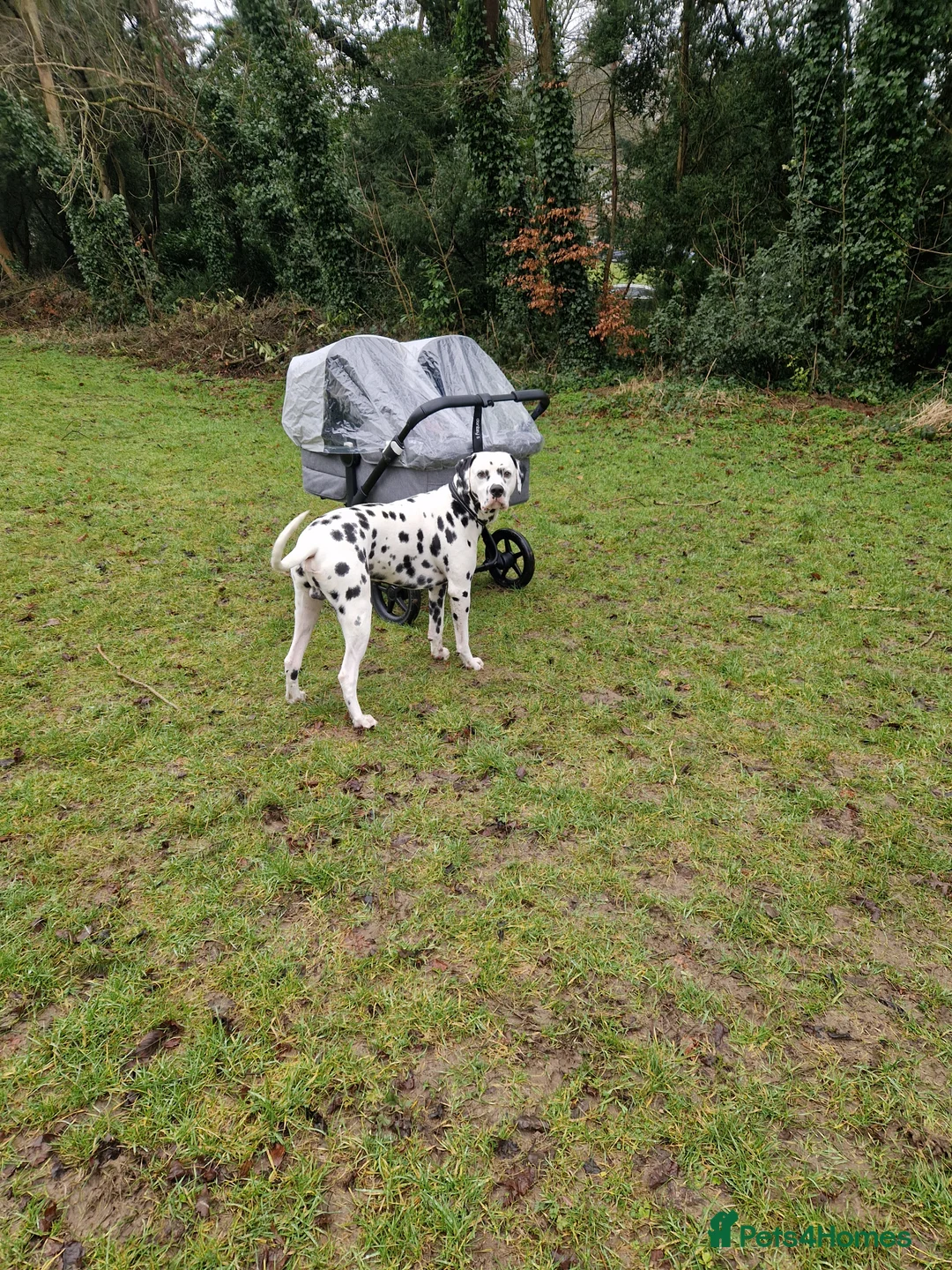 Dalmatian dogs for stud: ❤️Exceptional Proven Dalmatian Stud❤️ - Advert 6