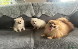 Pomeranian dogs for sale: Pomeranian puppies  - Image 1