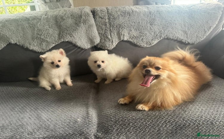 Pomeranian dogs - Advert 16