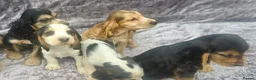 Cocker Spaniel dogs for sale: Show type cocker spaniel puppies stynning in Bolton - Advert 3