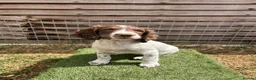 English Springer Spaniel dogs for sale: Male FTCh Sired ESS Puppy ready for forever homes - Advert 17