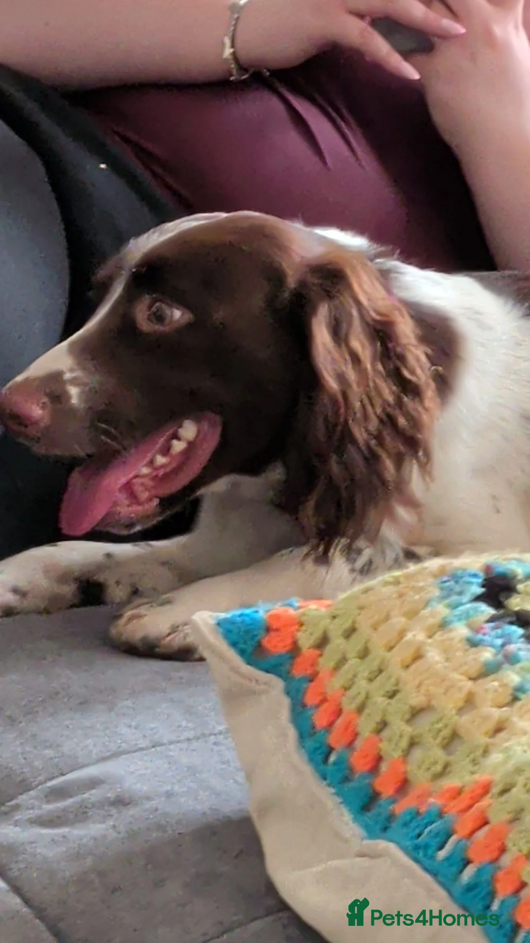 English Springer Spaniel dogs for sale: Beautiful 1 year old liver&white springer spaniel in Westbury - Advert 6