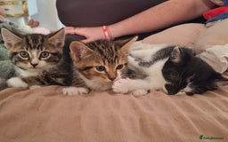 Mixed Breed cats for sale: Only one wee boy left  - Image 18