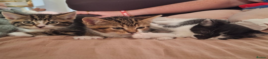 Mixed Breed Kitten 3
