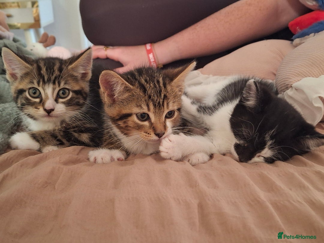 Mixed Breed cats for sale: Only one wee boy left  - Image 18