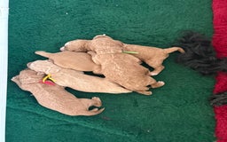 Australian Labradoodle dogs for sale: 5* Health tested Australian labradoodles  - Image 23