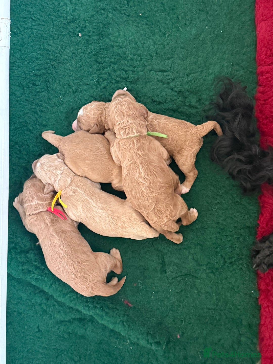 Australian Labradoodle dogs for sale: 5* Health tested Australian labradoodles  - Image 23