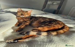 Bengal cats for sale: Bengal cat - Image 14