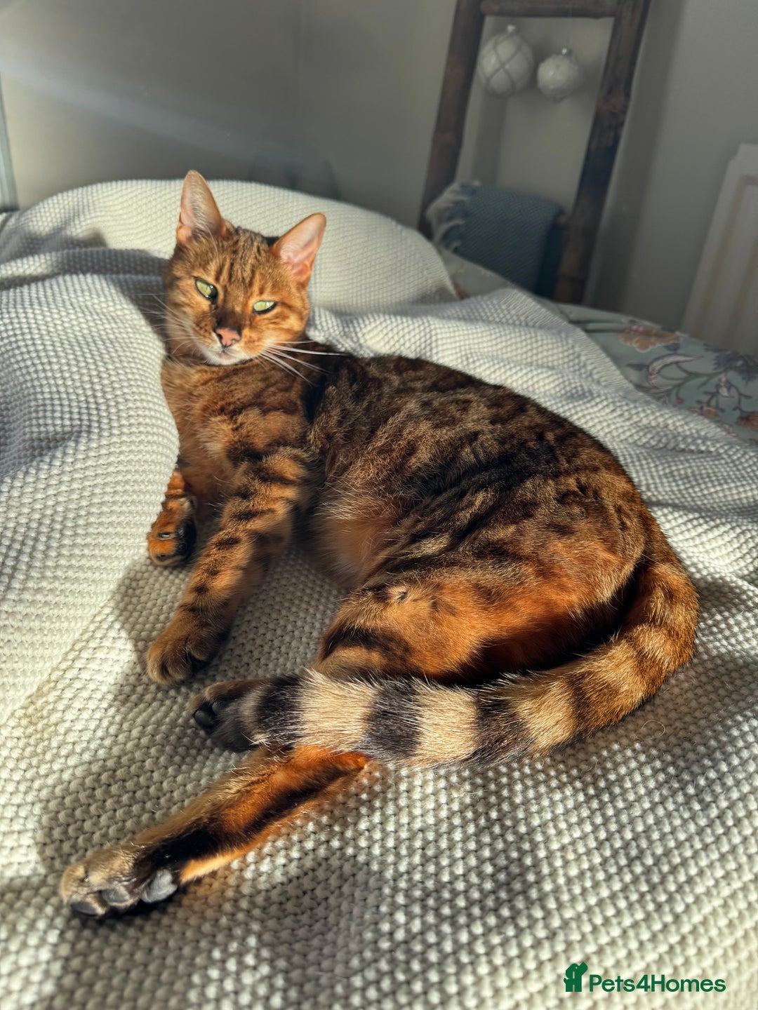 Bengal cats for sale: Bengal cat - Image 14