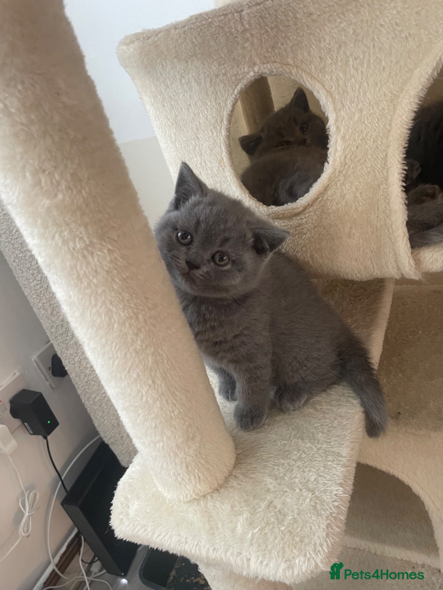 British Shorthair cats  GCCF British shorthairs!  - Advert 4
