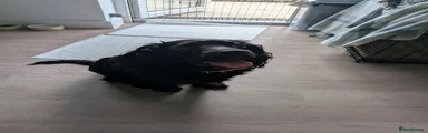 Mixed Breed 1