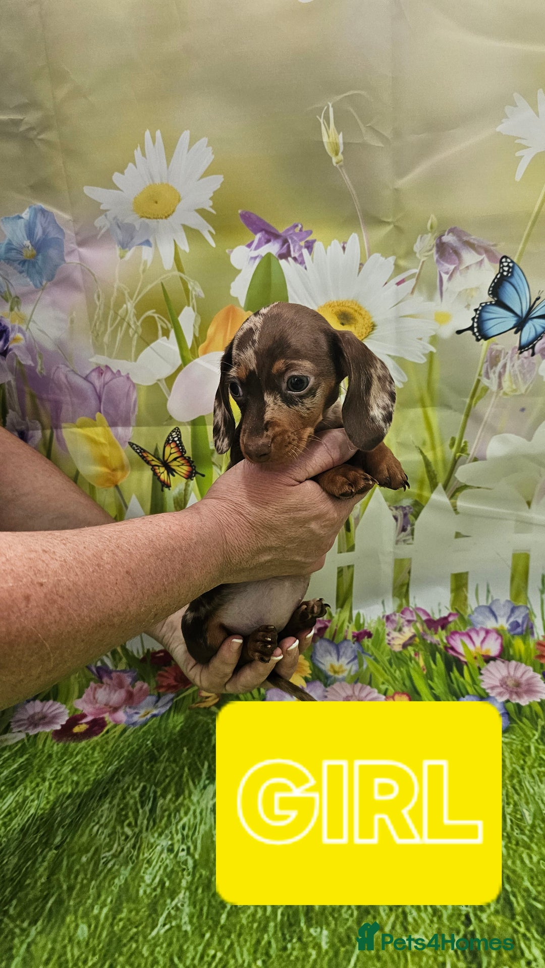 Miniature Dachshund dogs for sale: Beautiful miniature dachshund puppies - Image 9