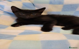 Mixed Breed cats for sale: Kittens Ready Now - Image 3