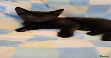 Mixed Breed cats - Advert 5