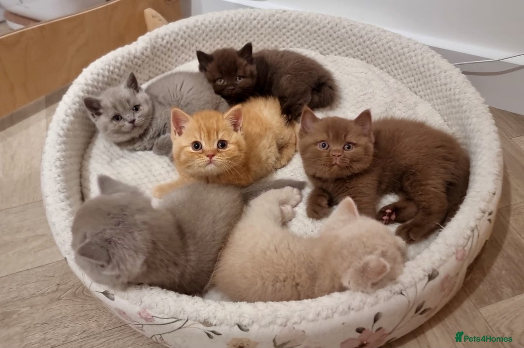 British Shorthair cats for sale: LAST BEAUTIFUL KITTEN LOOKING FOR A LOVING HOME - Image 3