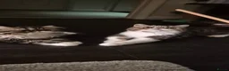 Exotic cats for sale: Exotic kittens  - Advert 3