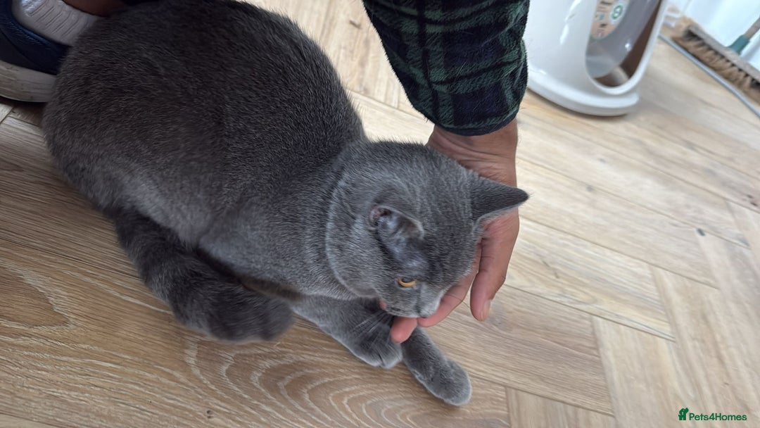 British Shorthair cats for sale: British short hair- male - Image 2