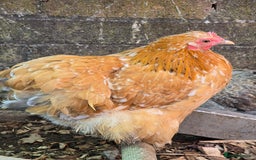 Chickens poultry for sale: Pekin Bantam pullets POL - Image 6
