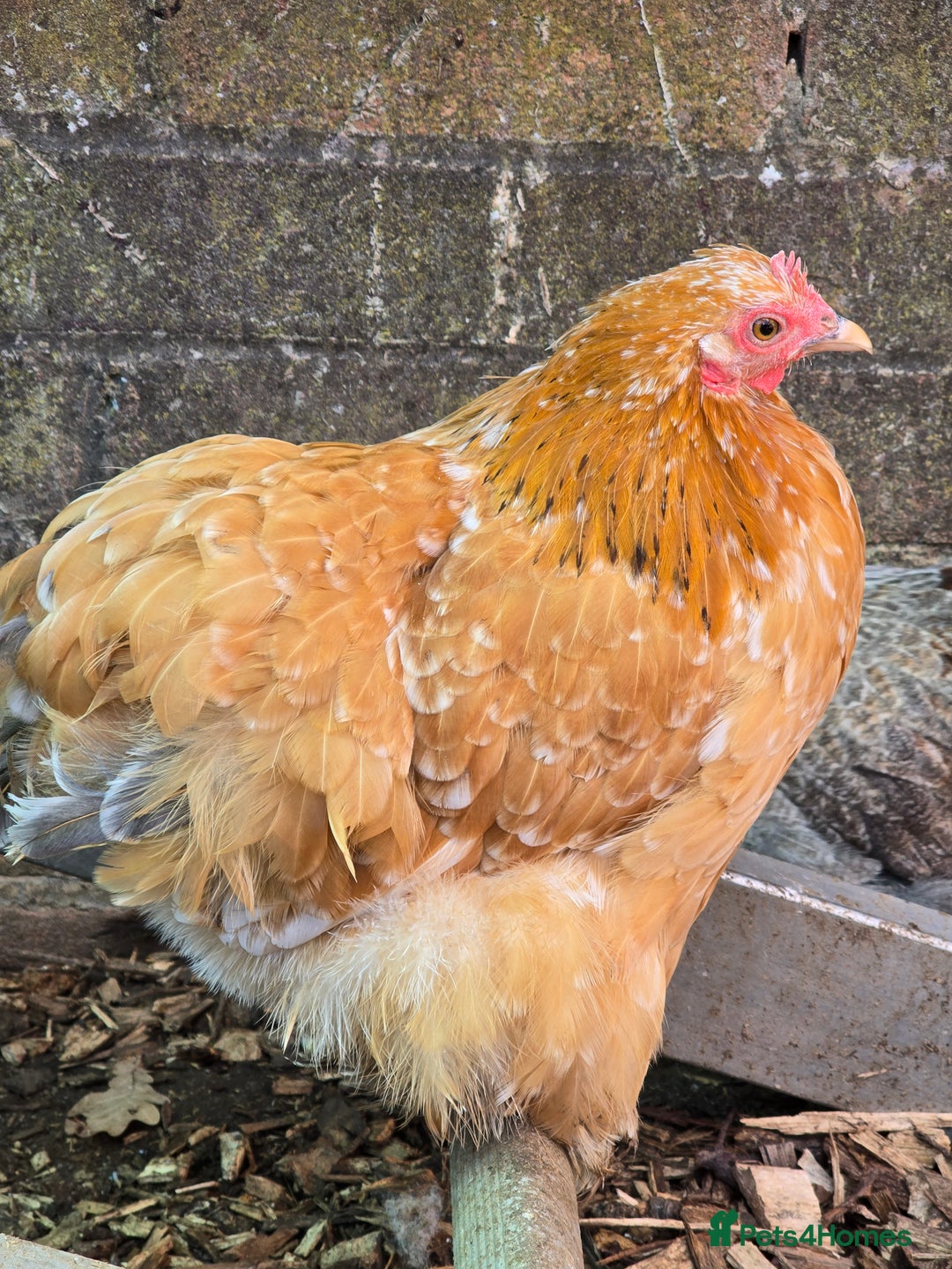 Chickens poultry for sale: Pekin Bantam pullets POL - Image 6