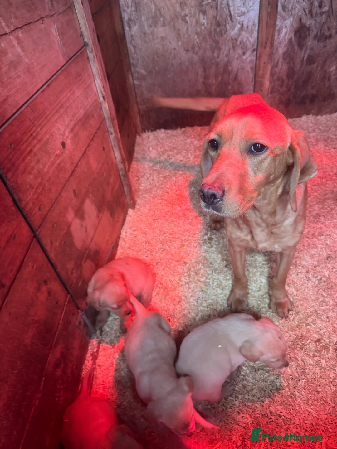 Labrador Retriever dogs for sale: Labrador pups fox red and yellow  - Advert 2