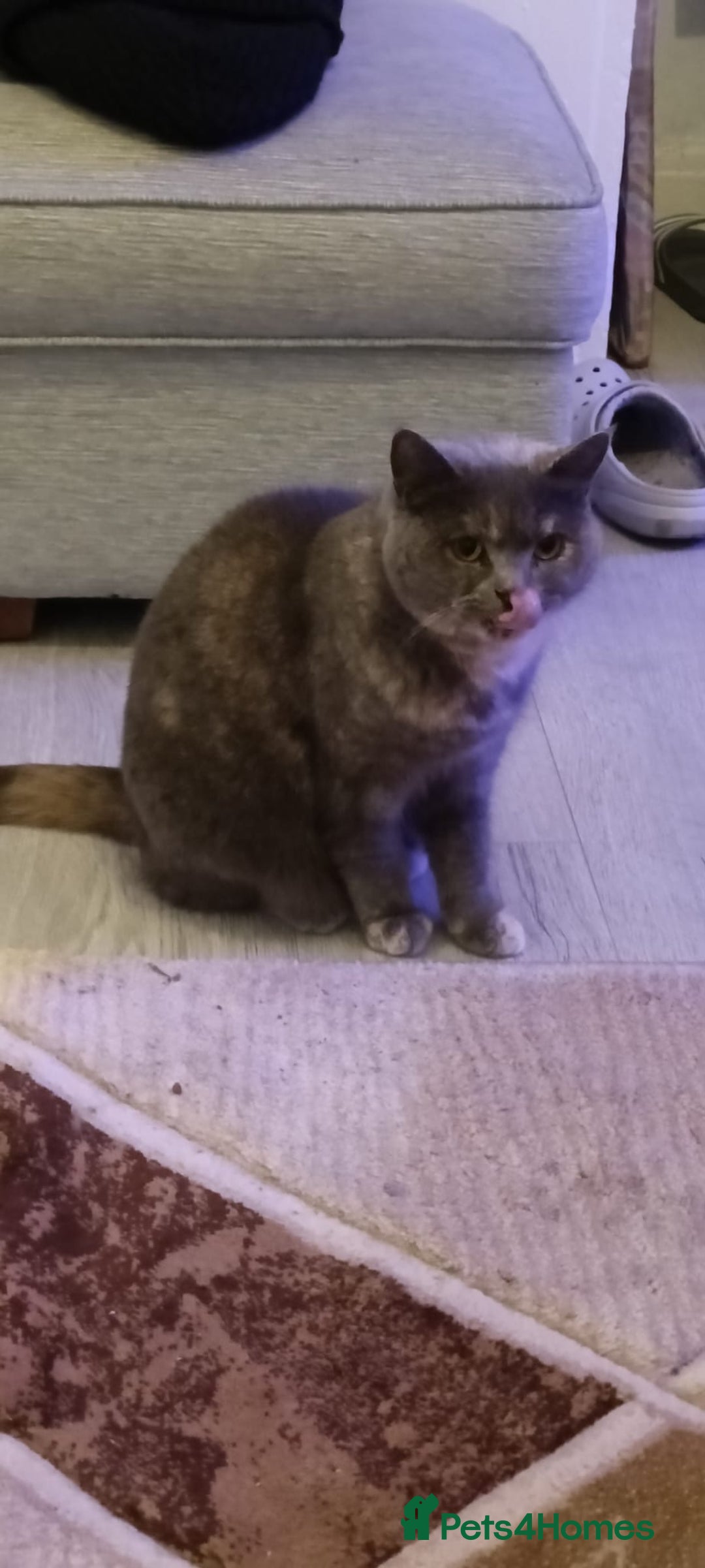 Persian cats for sale: Persian blue - Advert 1