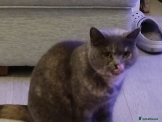 Persian cats Persian blue - Advert 7