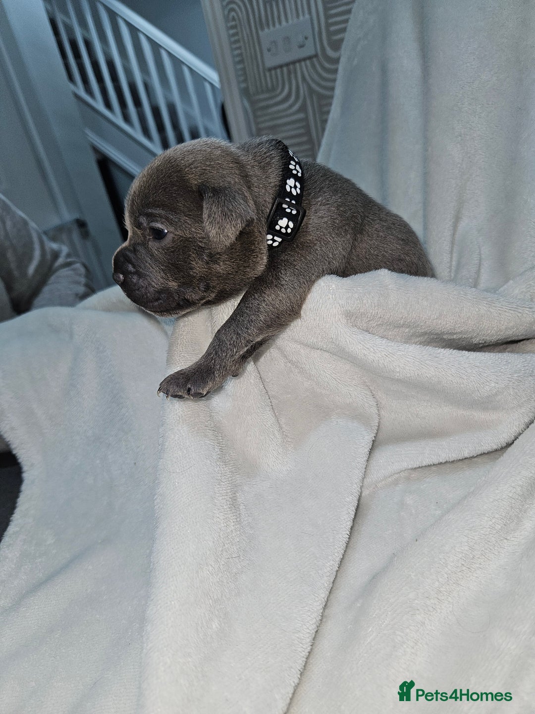 Staffordshire Bull Terrier dogs for sale: Beautiful chunky blues! - Advert 25