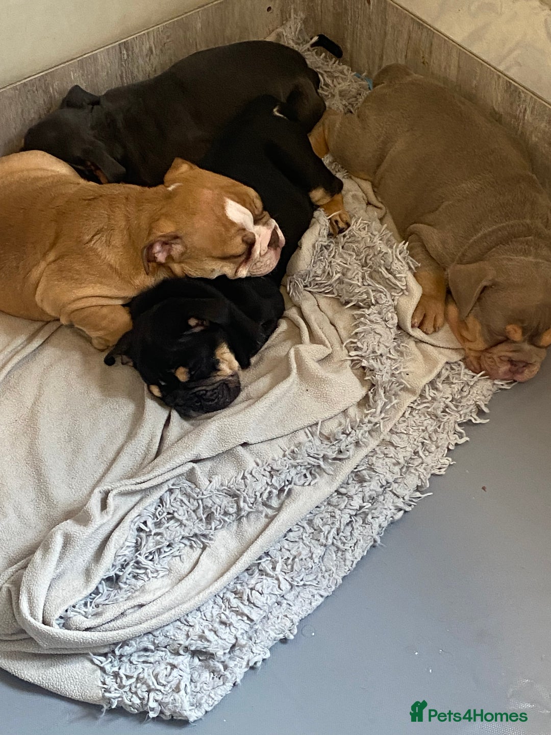 English Bulldog dogs for sale: Pedigree English bulldogs top-lines (7 weeks old)  - Image 11