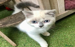 Mixed Breed cats for sale: 3 left - pedigree cross mixed breed kittens - Image 4