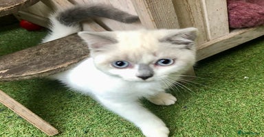 Mixed Breed cats - Advert 14