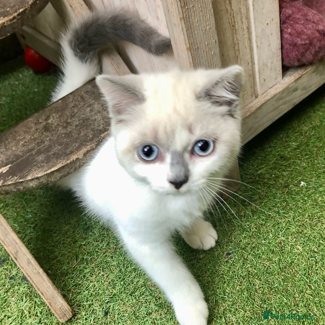 Mixed Breed cats for sale: 3 left - pedigree cross mixed breed kittens - Image 4