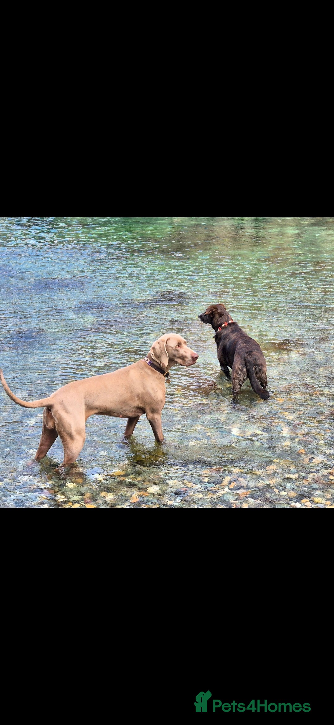 Weimaraner dogs for sale: Weimaraner KC Reg GUNALT CHAMPION BLOODLINE  - Advert 19
