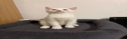 Mixed Breed cats for sale: Beautiful white kitten  - Advert 3
