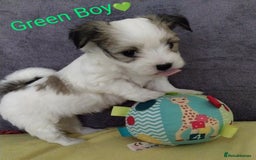 Morkie dogs for sale: Beautiful Morkie Puppies - Image 4