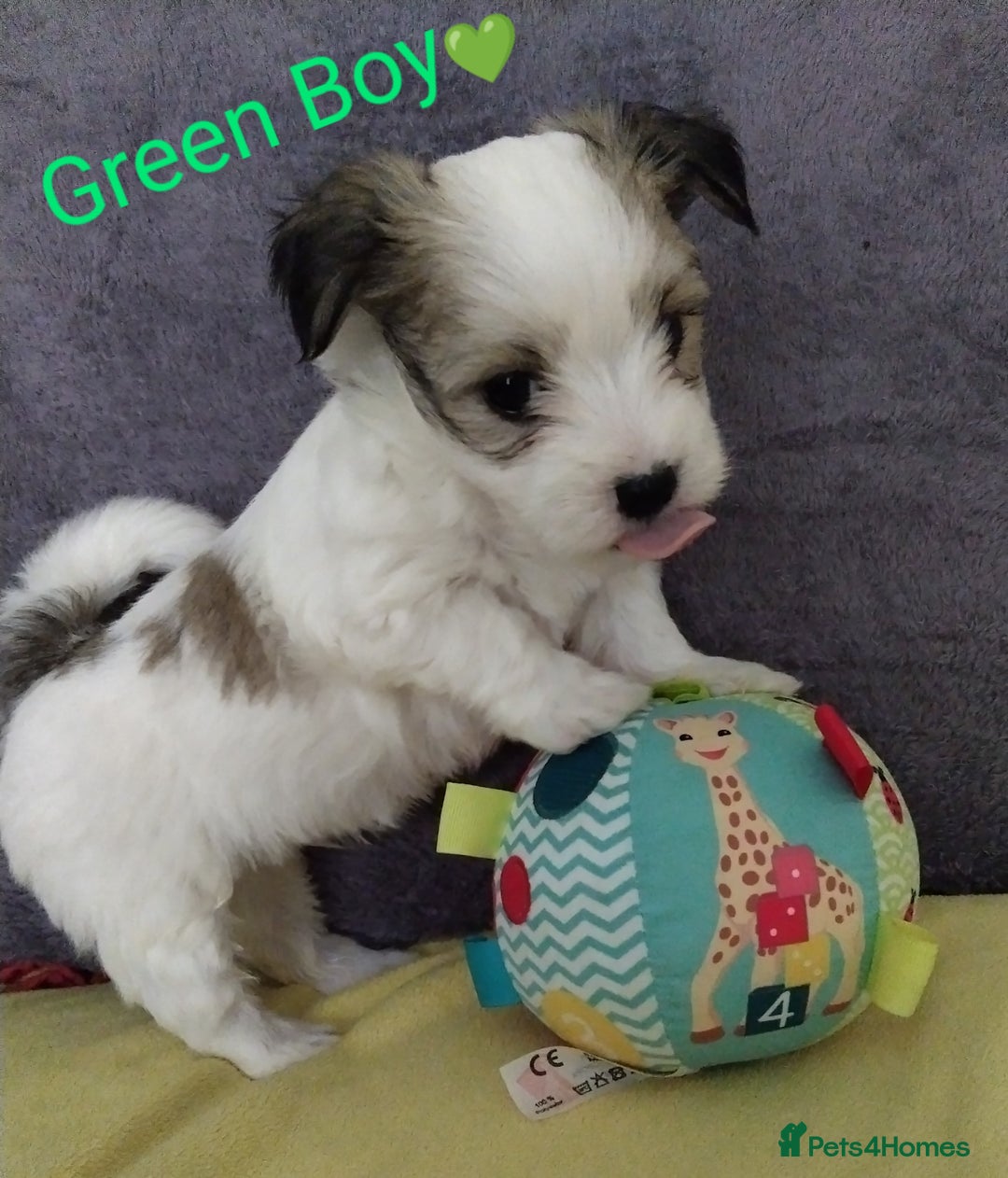 Morkie dogs for sale: Beautiful Morkie Puppies - Image 4