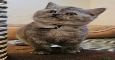 British Shorthair cats - Advert 11