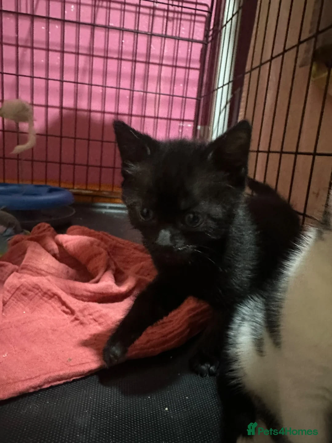 Mixed Breed cats for sale: Mix cat - Advert 2
