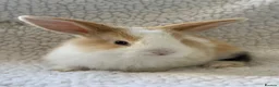 Mini Lop rabbits for sale: Outstanding litter of mini lop babies  - Advert 2