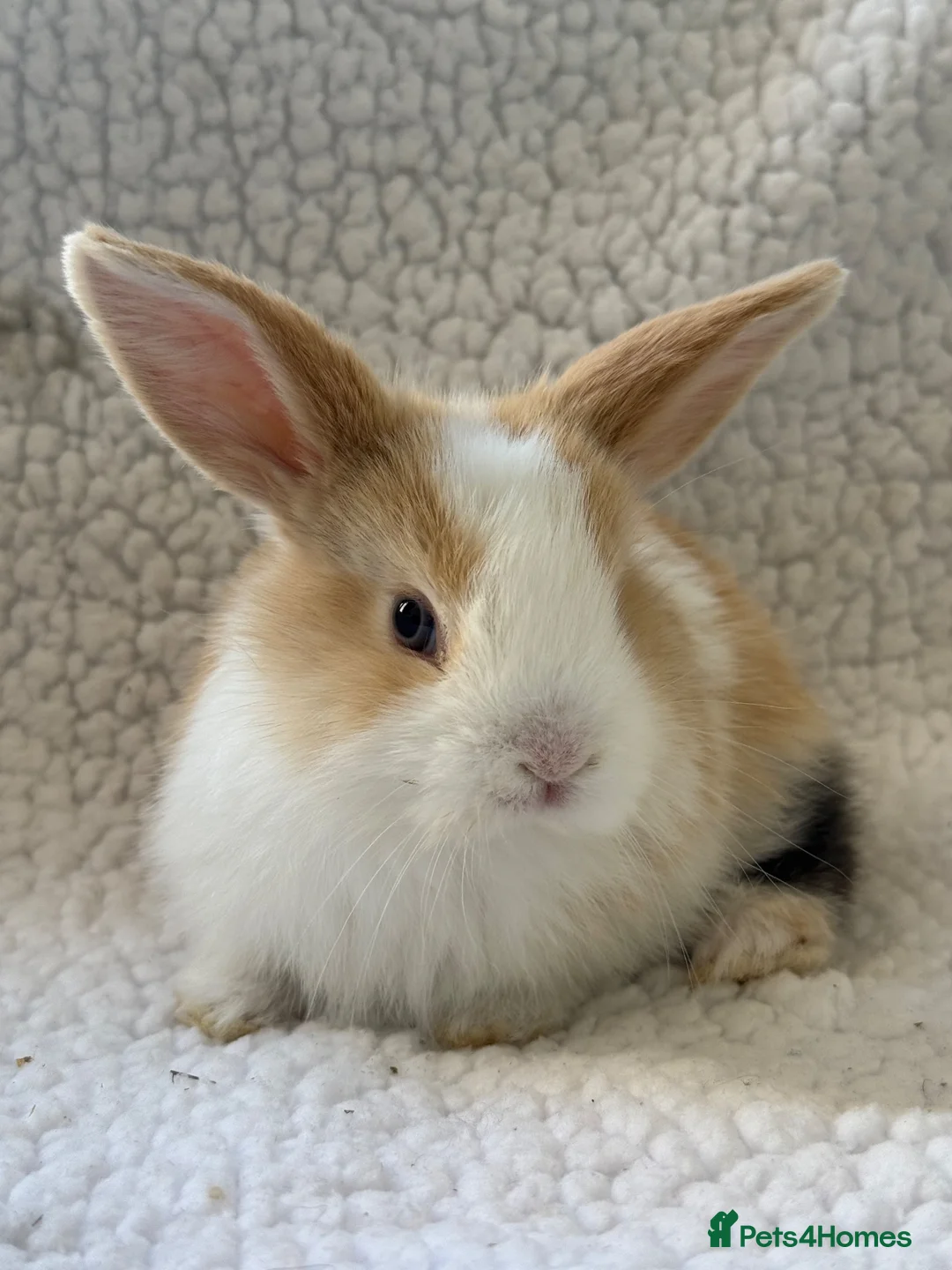 Mini Lop rabbits for sale: Outstanding litter of mini lop babies  - Advert 2