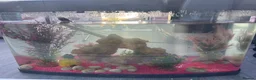 Goldfish fish for sale: 2 gold fish - 2 weeks old - with tank & decor  - Advert 2
